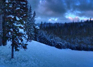Czy jest sens robić licencjat z psychologii?