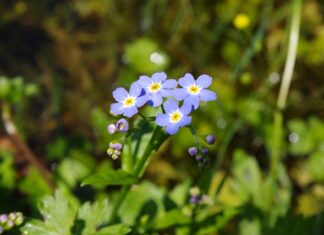 Co to jest skrót WAN?