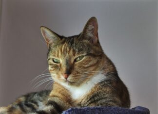 Co znaczy intuicyjny interfejs?