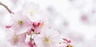 Ile słów jest na całym świecie?