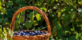 Ile słów zna native speaker?