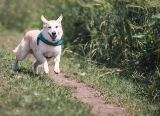 Jak biegać żeby się nie męczyć? Jak biegać żeby się nie męczyć?