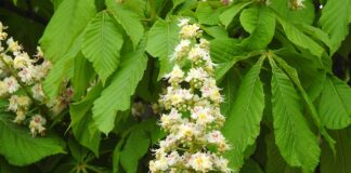 Czy da się studiować za granicą bez matury międzynarodowej?